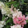 Hortenzija šluotelinė (Hydrangea paniculata) 'Candlelight' medelis